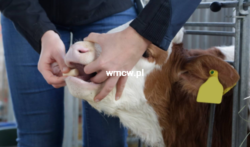 Zrzut ekranu 2026-02-06 114957.png