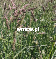 Kupkówka pospolita 5 kg (00000000041)